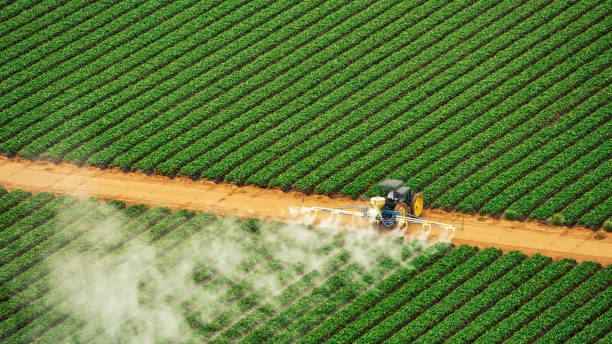 Best Best Pest Control Companies  in Ipswich, SD