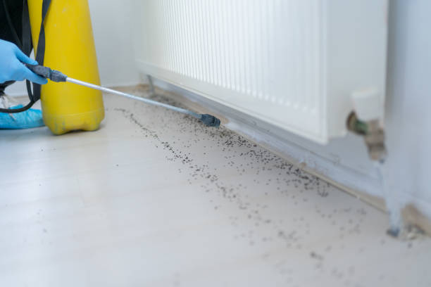 Best Bed Bug Extermination  in Ipswich, SD